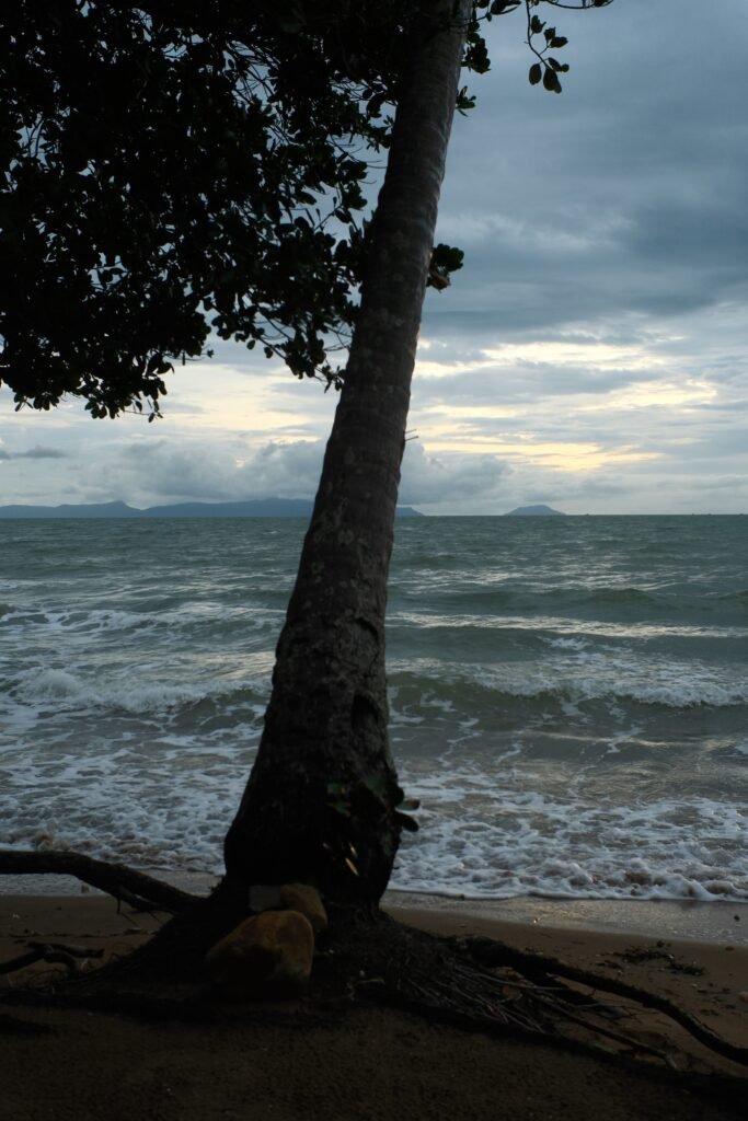 A casuarina tree grows on the shore of a Cambodian beach.